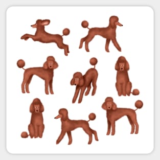 Chocolate Poodles Sticker